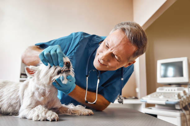 Best Emergency Dental Care for Broken or Chipped Teeth in Spring Hill, FL